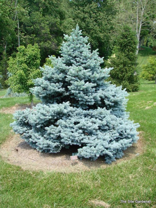 Picea Pungens Montgomery - View 1 from www redcrocus com