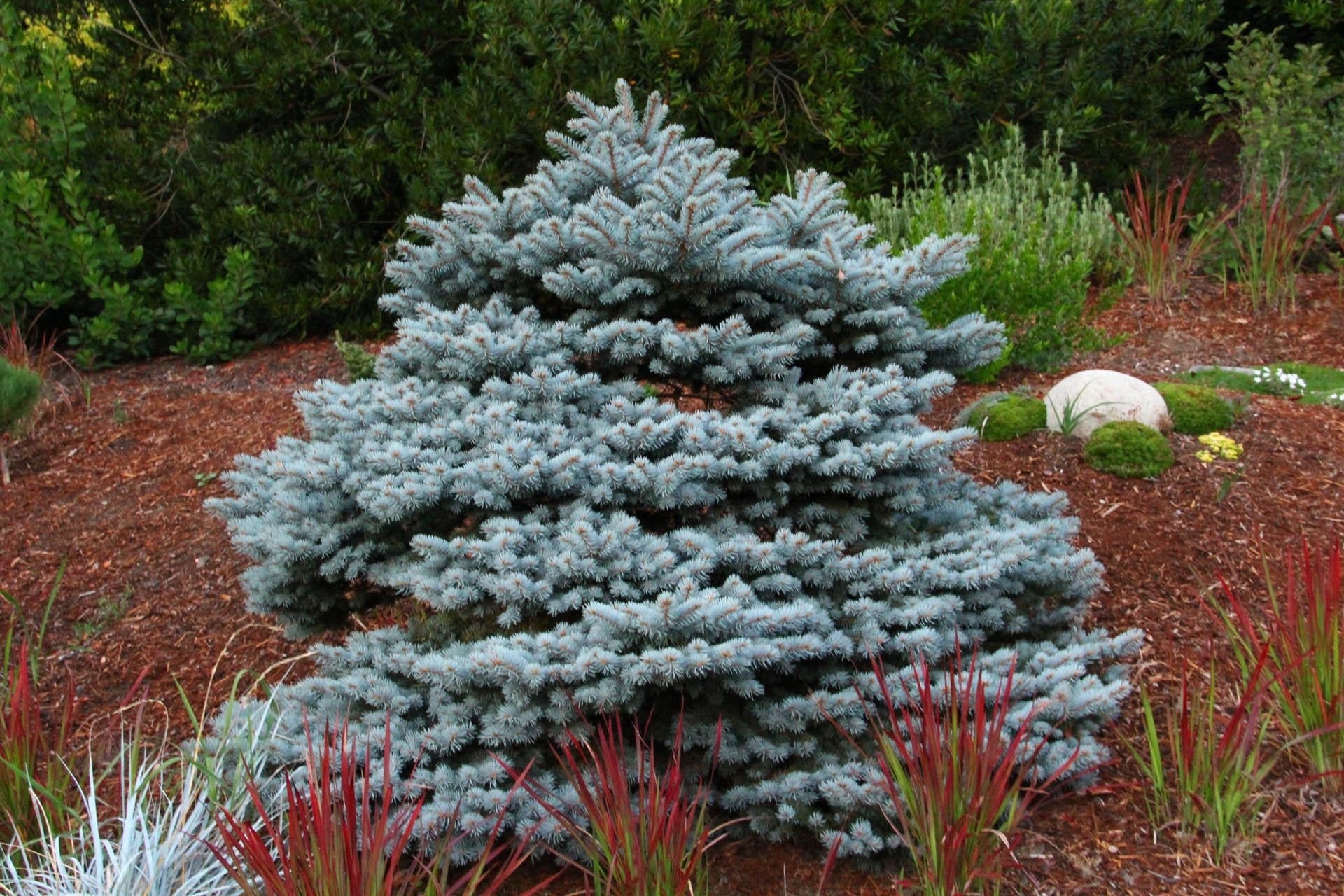 Picea Pungens Montgomery - View 4 from www redcrocus com