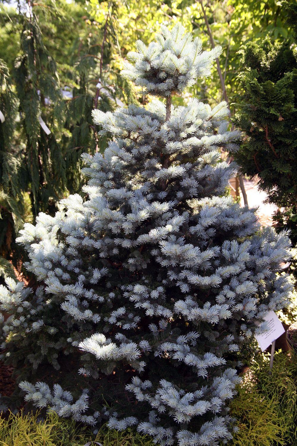 Picea Pungens Montgomery - View 5 from www redcrocus com