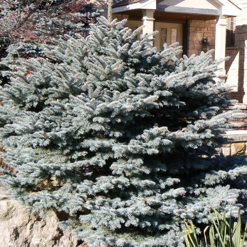Picea Pungens Montgomery - View 6 from www redcrocus com