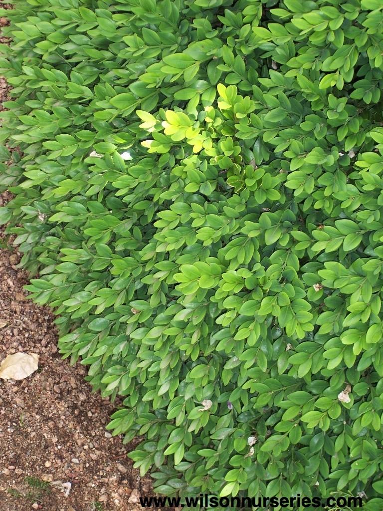 Buxus Microphylla Green Mountain - View 18 from www redcrocus com
