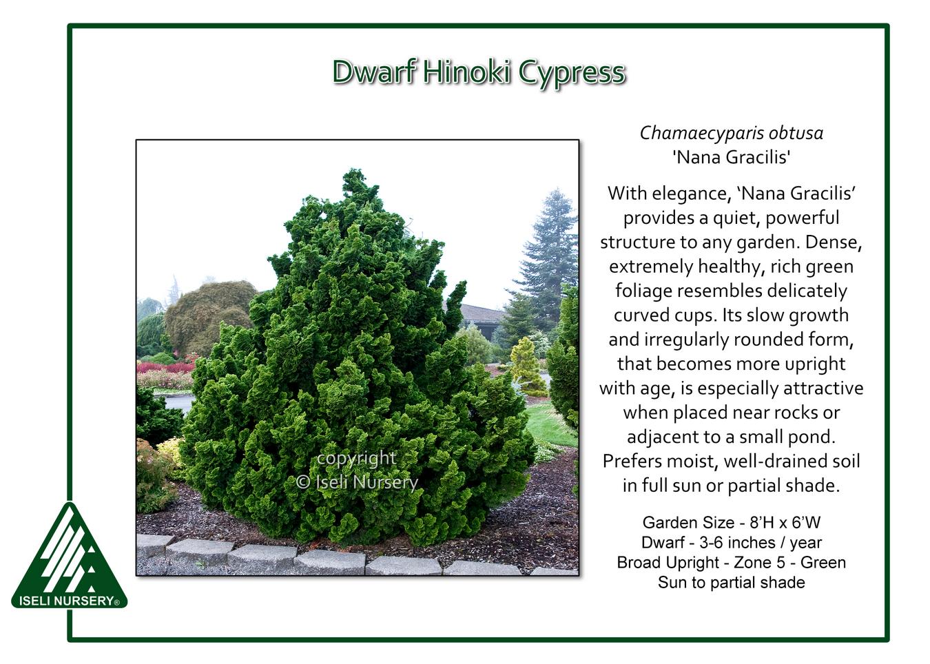 Chamaecyparis Obtusa 'gracilis' - View 10 from www redcrocus com