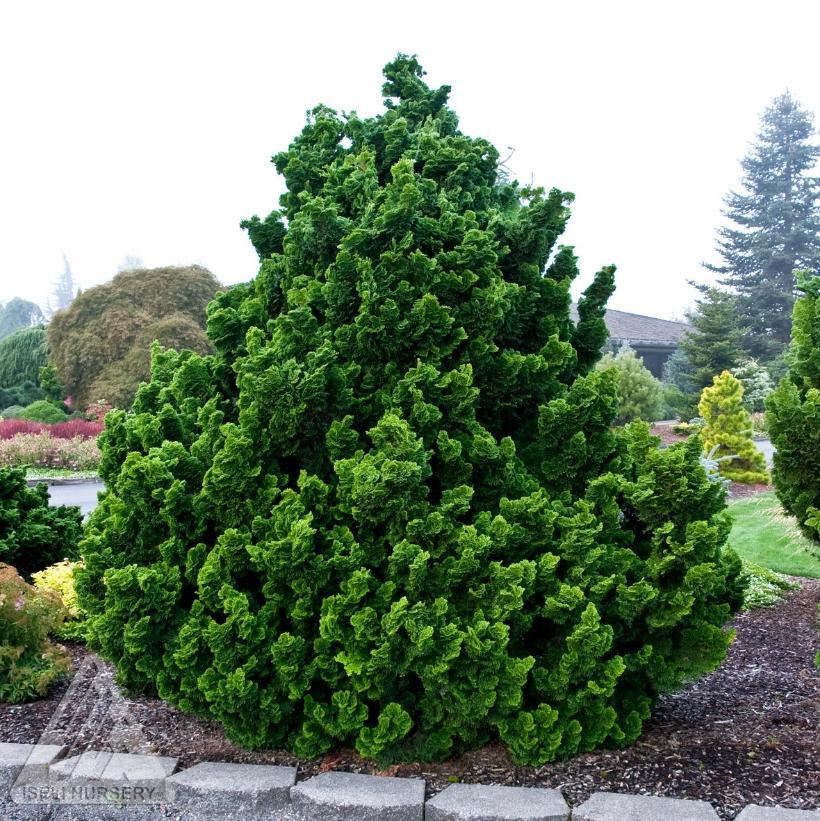 Chamaecyparis Obtusa 'gracilis' - View 12 from www redcrocus com