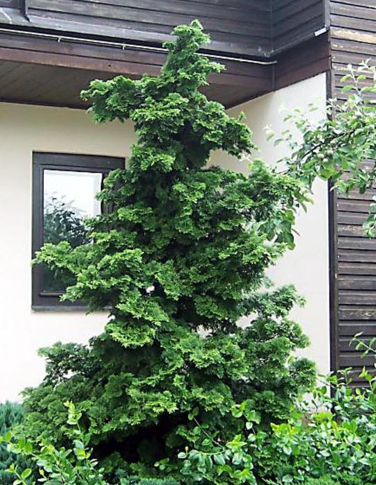 Chamaecyparis Obtusa 'gracilis' - View 19 from www redcrocus com