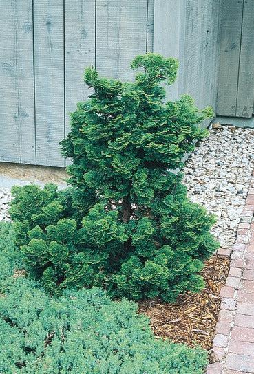 Chamaecyparis Obtusa 'gracilis' - View 28 from www redcrocus com