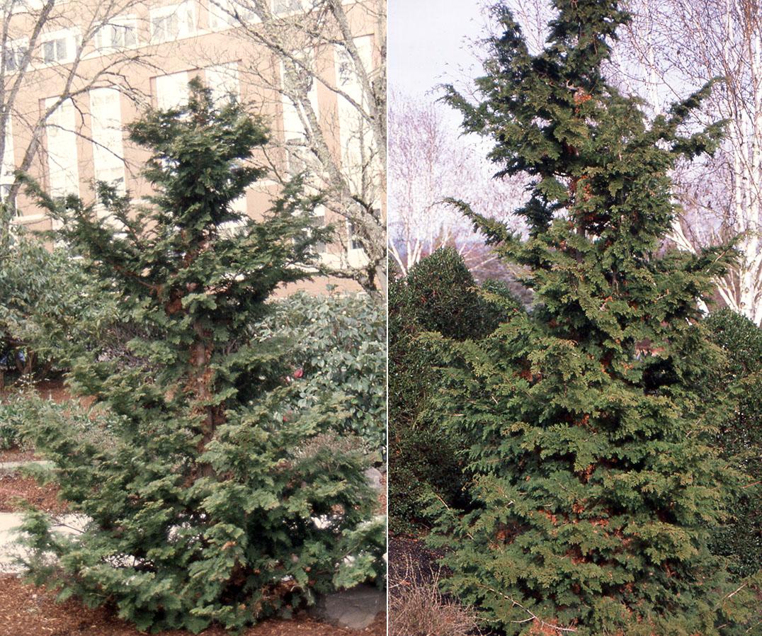 Chamaecyparis Obtusa 'gracilis' - View 2 from www redcrocus com