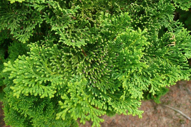 Chamaecyparis Obtusa 'gracilis' - View 33 from www redcrocus com