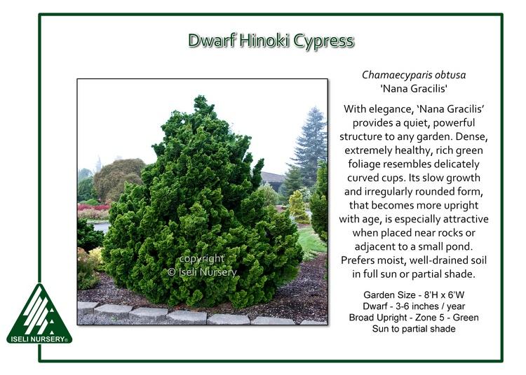 Chamaecyparis Obtusa 'gracilis' - View 38 from www redcrocus com