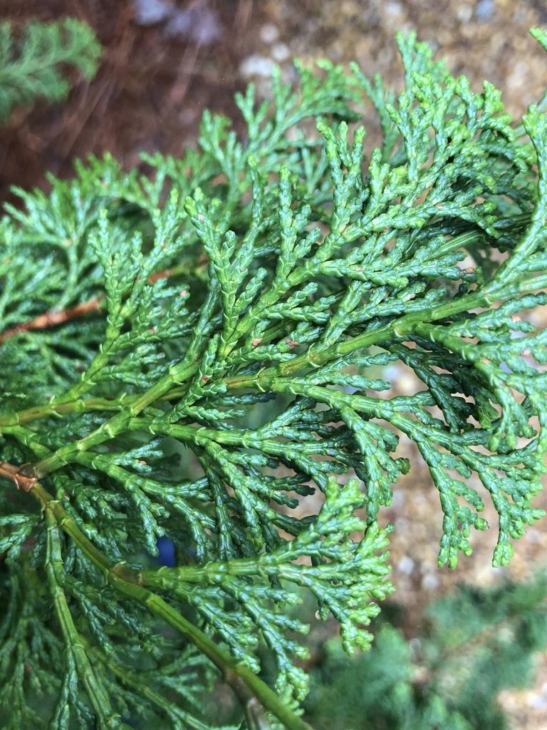 Chamaecyparis Obtusa Gracilis Compacta - View 12 from www redcrocus com