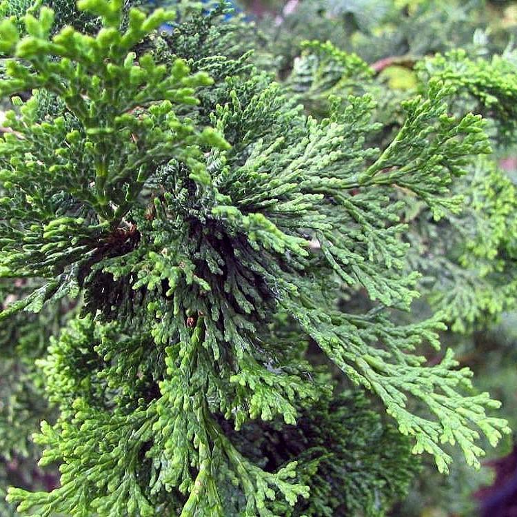 Chamaecyparis Obtusa Gracilis Compacta - View 13 from www redcrocus com