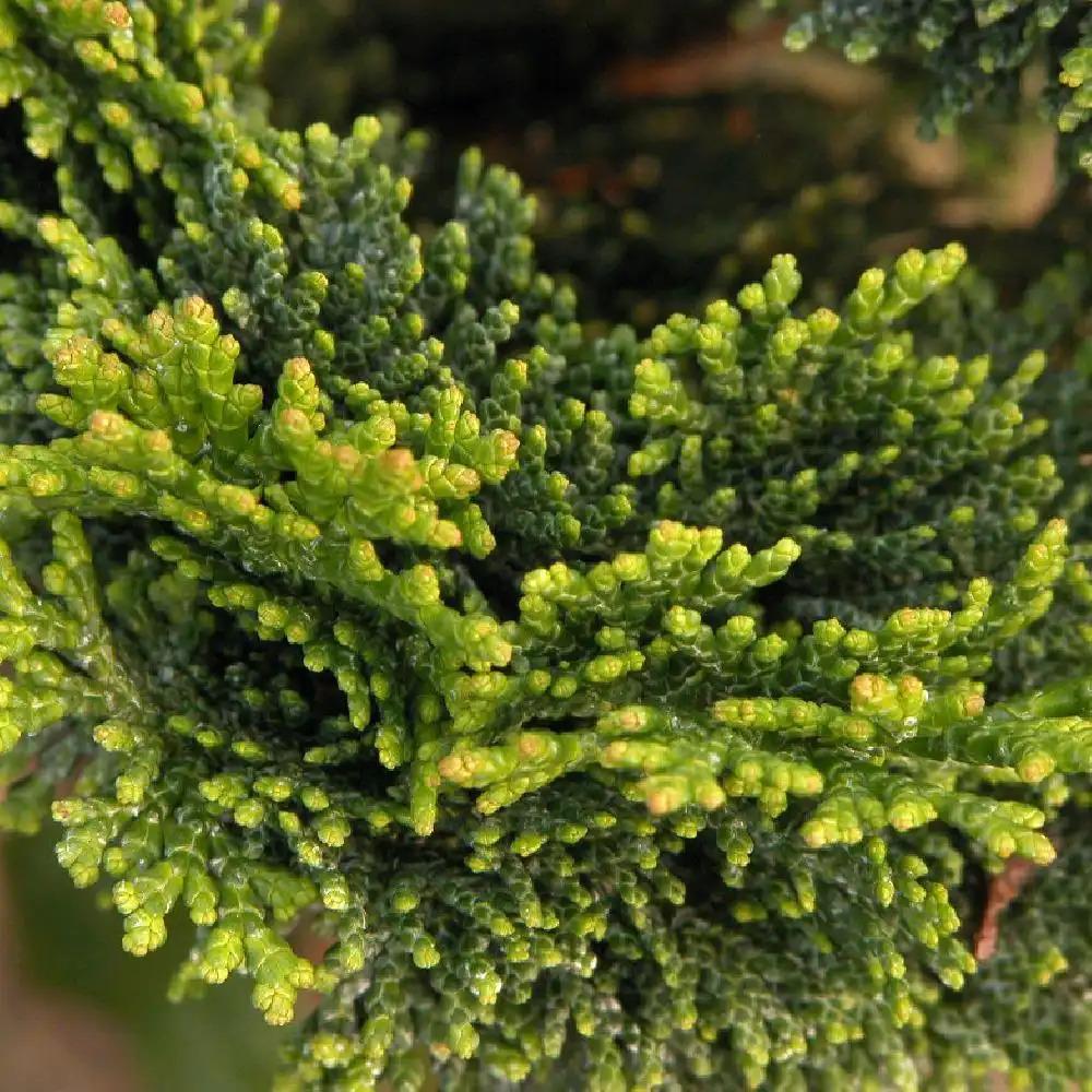 Chamaecyparis Obtusa Gracilis Compacta - View 16 from www redcrocus com