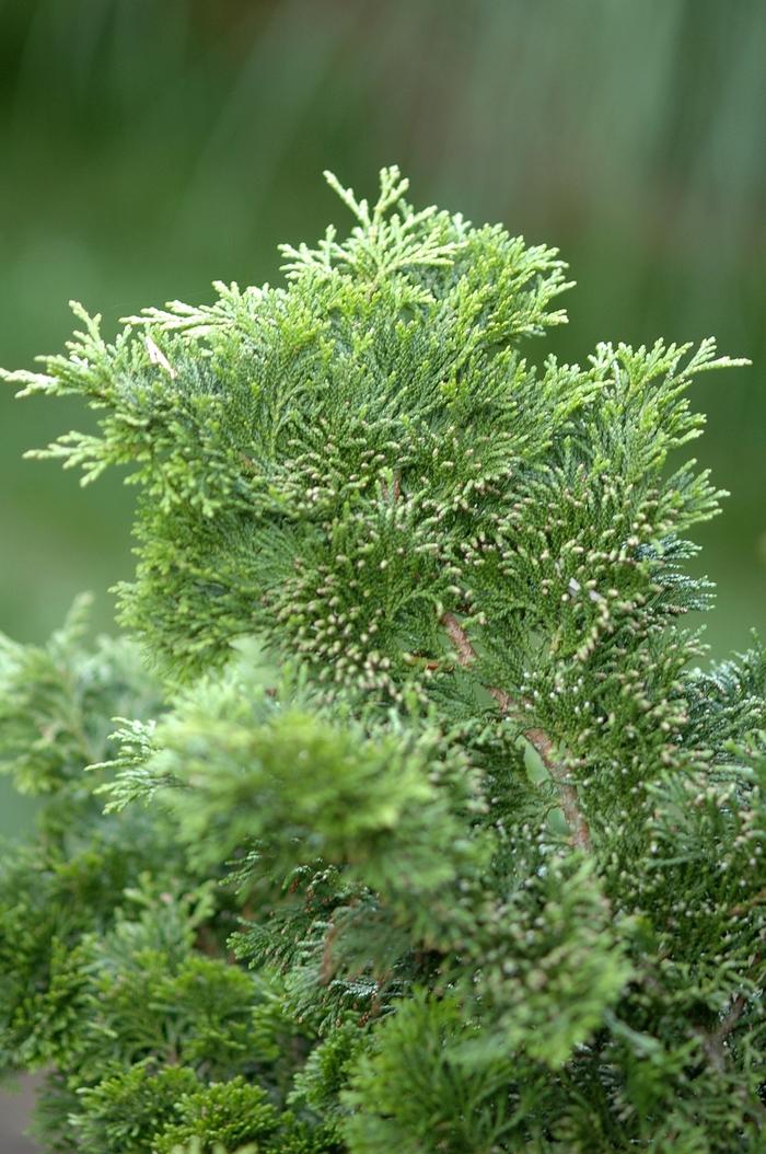 Chamaecyparis Obtusa Gracilis Compacta - View 17 from www redcrocus com