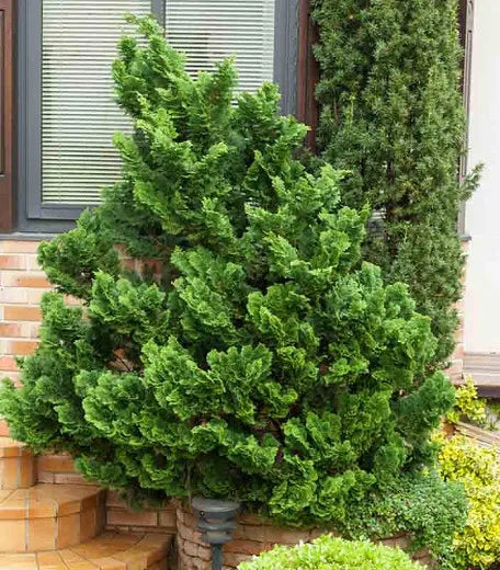 Chamaecyparis Obtusa Gracilis Compacta - View 17 from www redcrocus com