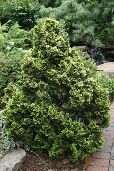 Chamaecyparis Obtusa Gracilis Compacta - View 18 from www redcrocus com