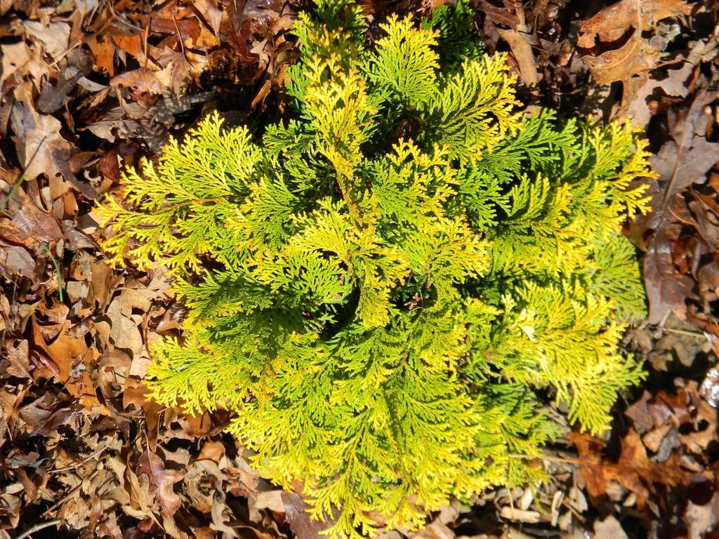 Chamaecyparis Obtusa Gracilis Compacta - View 19 from www redcrocus com