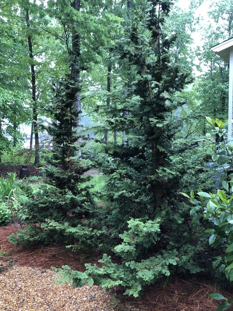 Chamaecyparis Obtusa Gracilis Compacta - View 2 from www redcrocus com