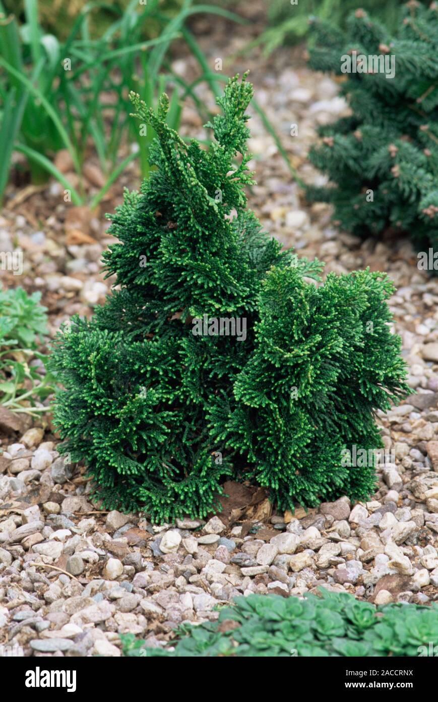 Chamaecyparis Obtusa Gracilis Compacta - View 5 from www redcrocus com