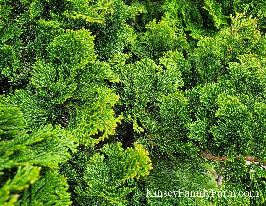 Chamaecyparis Obtusa Gracilis Compacta - View 7 from www redcrocus com