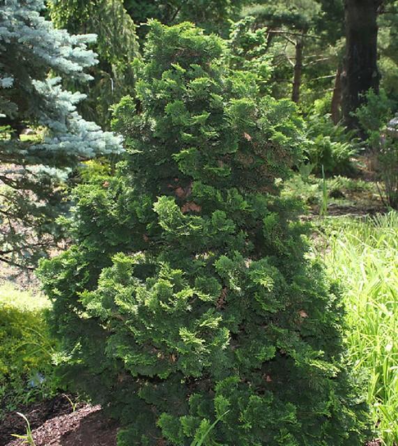 Chamaecyparis Obtusa Gracilis Compacta - View 8 from www redcrocus com