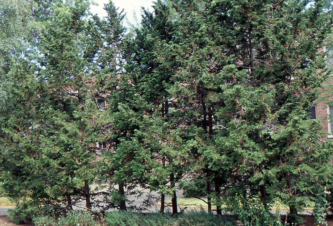 Chamaecyparis Obtusa 'gracilis' - View 11 from www redcrocus com