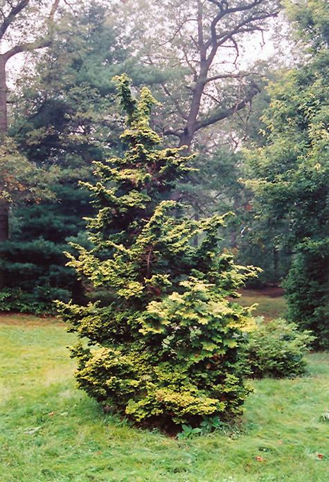 Chamaecyparis Obtusa 'gracilis' - View 2 from www redcrocus com