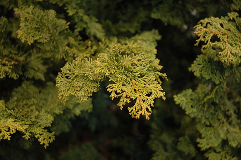Chamaecyparis Obtusa 'gracilis' - View 31 from www redcrocus com