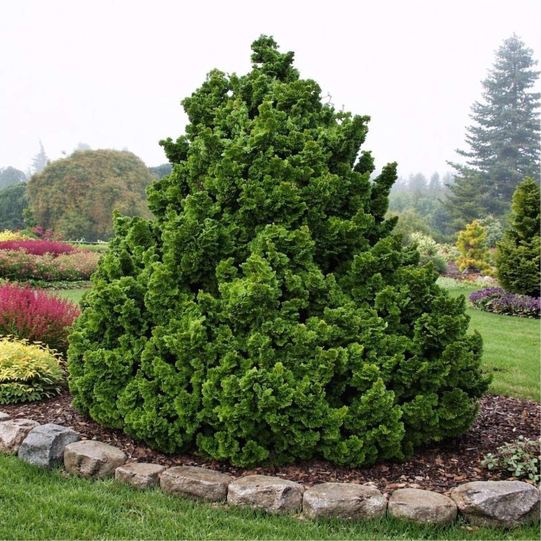 Chamaecyparis Obtusa 'gracilis' - View 37 from www redcrocus com