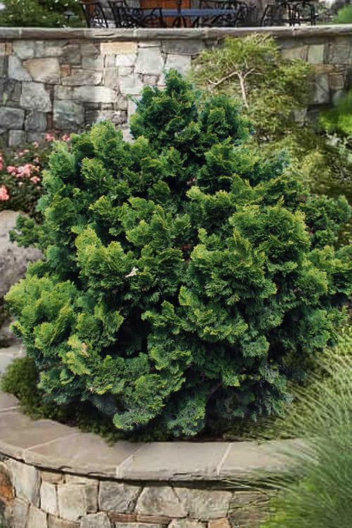 Chamaecyparis Obtusa 'gracilis' - View 8 from www redcrocus com