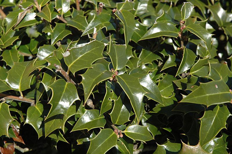 Ilex Aquipernyi Dragon Lady - View 16 from www redcrocus com