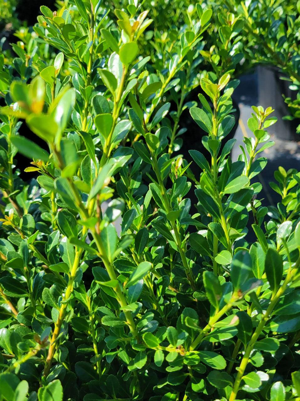 Ilex Crenata Compacta - View 19 from www redcrocus com