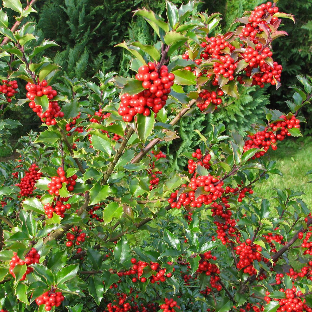 Ilex Meserveae Blue Maid - View 18 from www redcrocus com