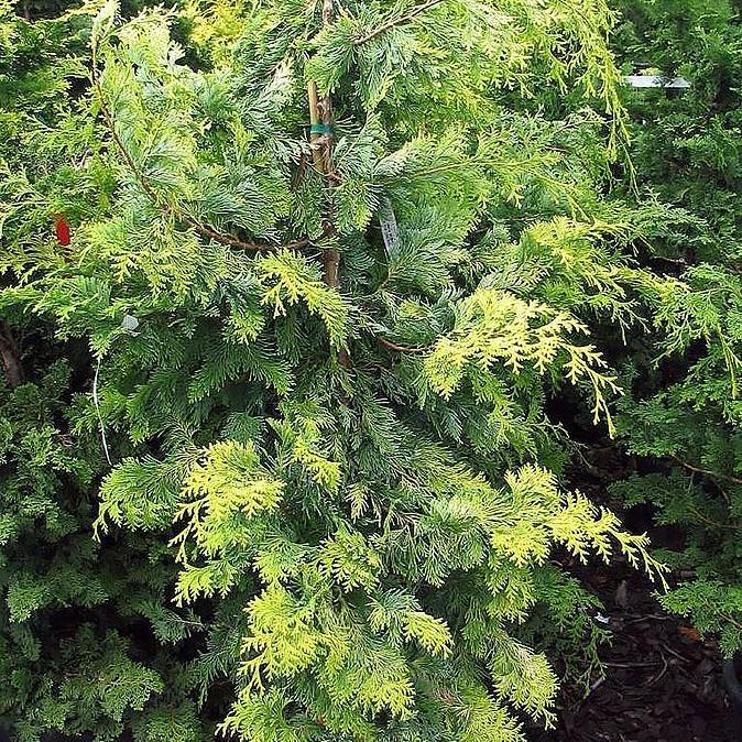 Chamaecyparis Obtusa Crippsii - View 17 from www redcrocus com
