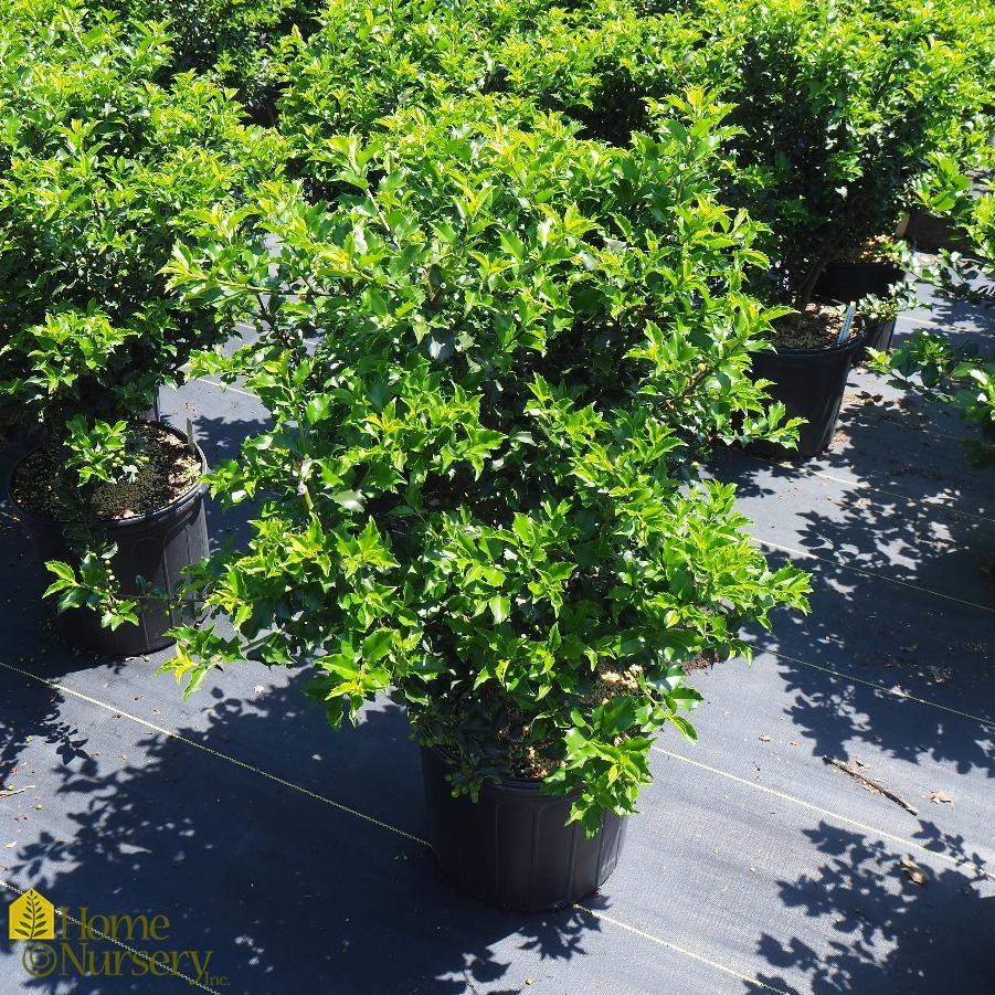 Ilex Meserveae Blue Princess - View 20 from www redcrocus com