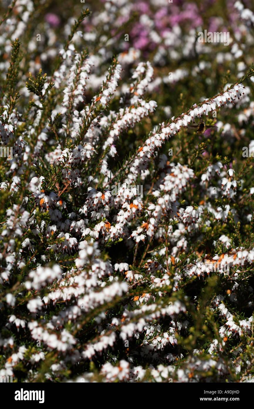 Erica Mediterranean White - View 12 from www redcrocus com