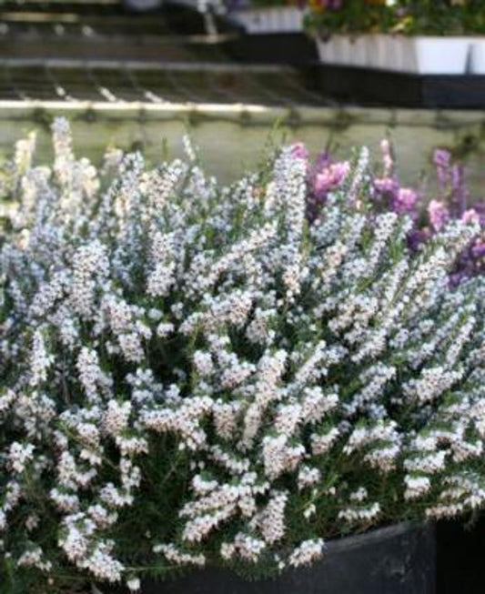 Erica Mediterranean White - View 1 from www redcrocus com