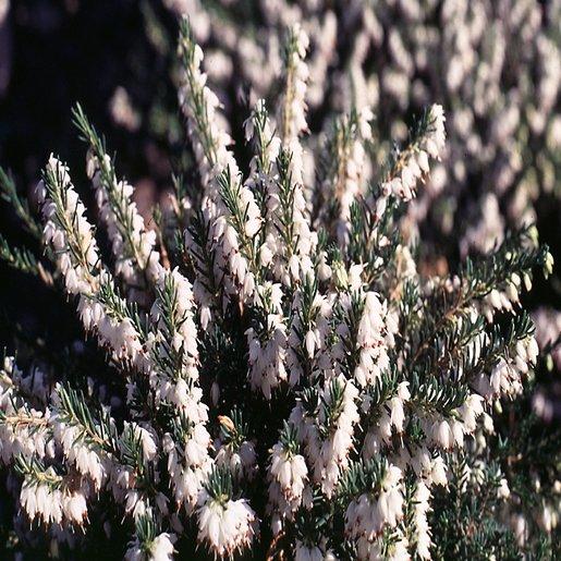 Erica Mediterranean White - View 9 from www redcrocus com