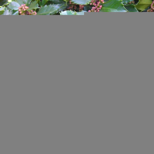 Ilex Meserveae Blue Prince - View 1 from www redcrocus com