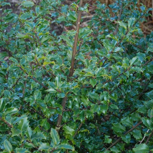 Ilex Meserveae 'blue Prince' - View 10 from www redcrocus com