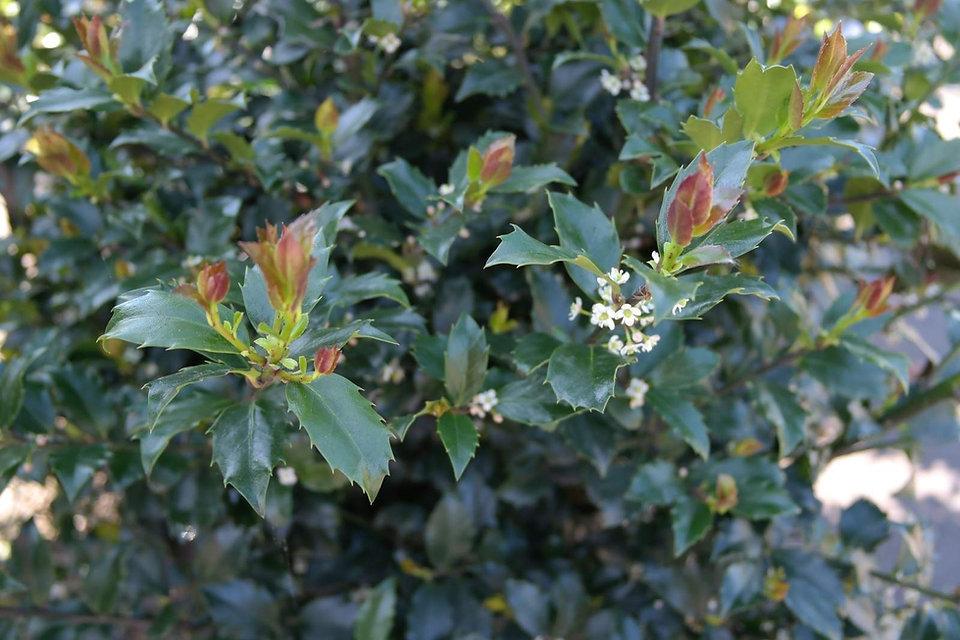 Ilex Meserveae 'blue Prince' - View 15 from www redcrocus com