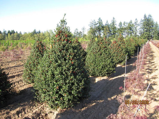 Ilex Meserveae Blue Princess - View 10 from www redcrocus com