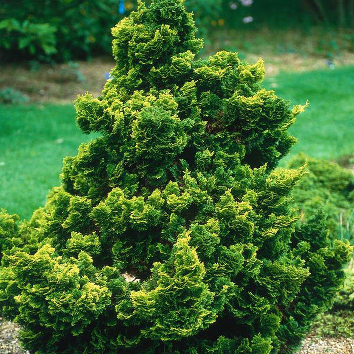 RedCrocus Nana Gracilis Dwarf Hinoki Falsecypress - Evergreen Small Conifer for Gardens & Containers  3/3.5' h B&B