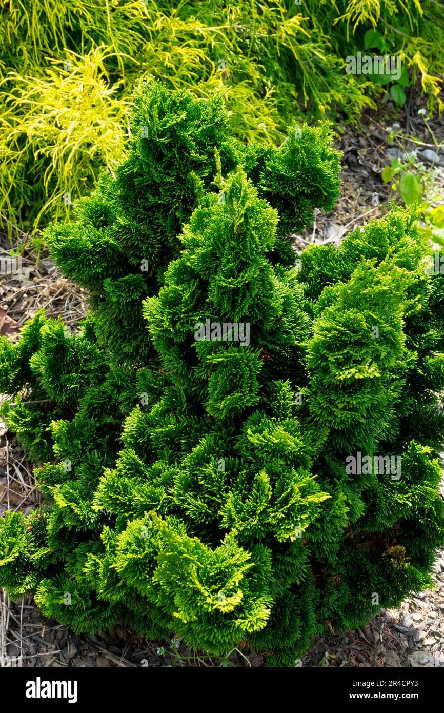 RedCrocus Nana Gracilis Dwarf Hinoki Falsecypress - Evergreen Small Conifer for Gardens & Containers  3/3.5' h B&B