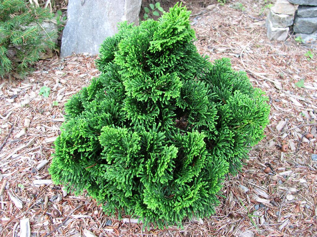 Chamaecyparis Obtusa Nana Gracilis - View 20 from www redcrocus com