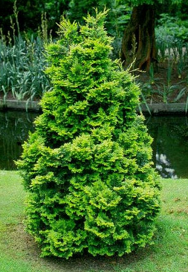 Chamaecyparis Obtusa 'tempelhof' - View 31 from www redcrocus com