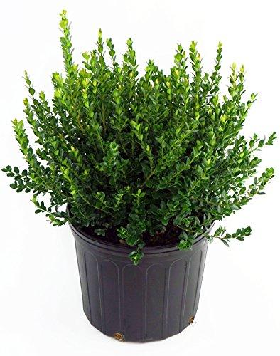 Green Gem Littleleaf Boxwood Buxus microphylla | Evergreen Shrub for Low Hedges & Borders | Compact, Pet-Friendly, Easy-Care Garden Plant  2/2.5' w B&B