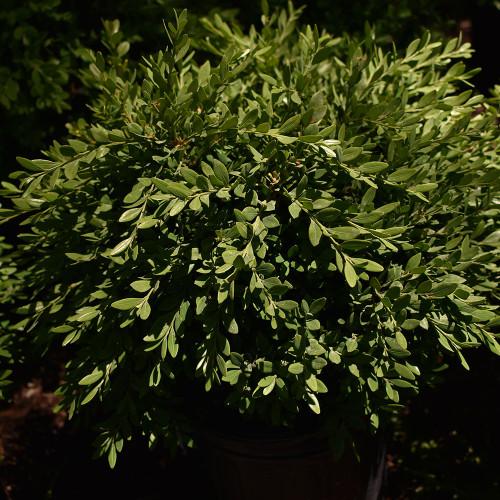 Green Gem Littleleaf Boxwood Buxus microphylla | Evergreen Shrub for Low Hedges & Borders | Compact, Pet-Friendly, Easy-Care Garden Plant  2/2.5' w B&B