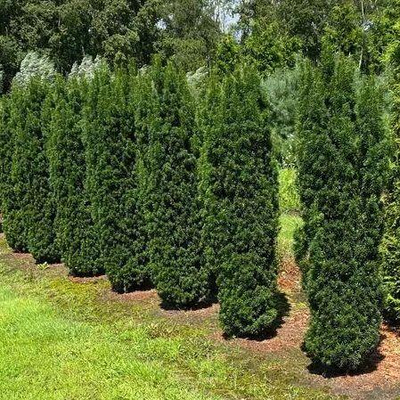 Taxus Media 'viridis' - View 10 from www redcrocus com