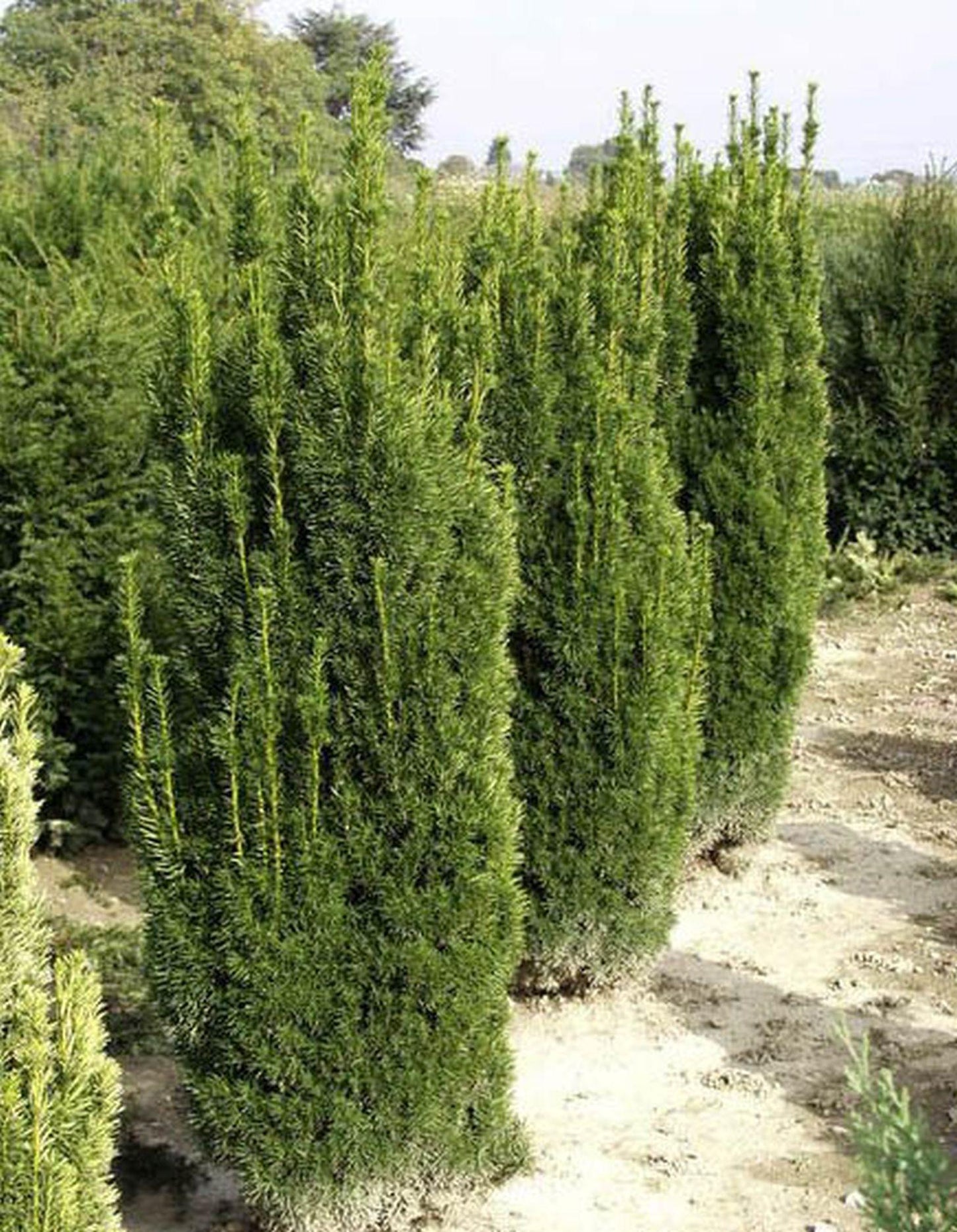 Taxus Media 'viridis' - View 12 from www redcrocus com