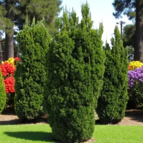 Taxus Media 'viridis' - View 13 from www redcrocus com