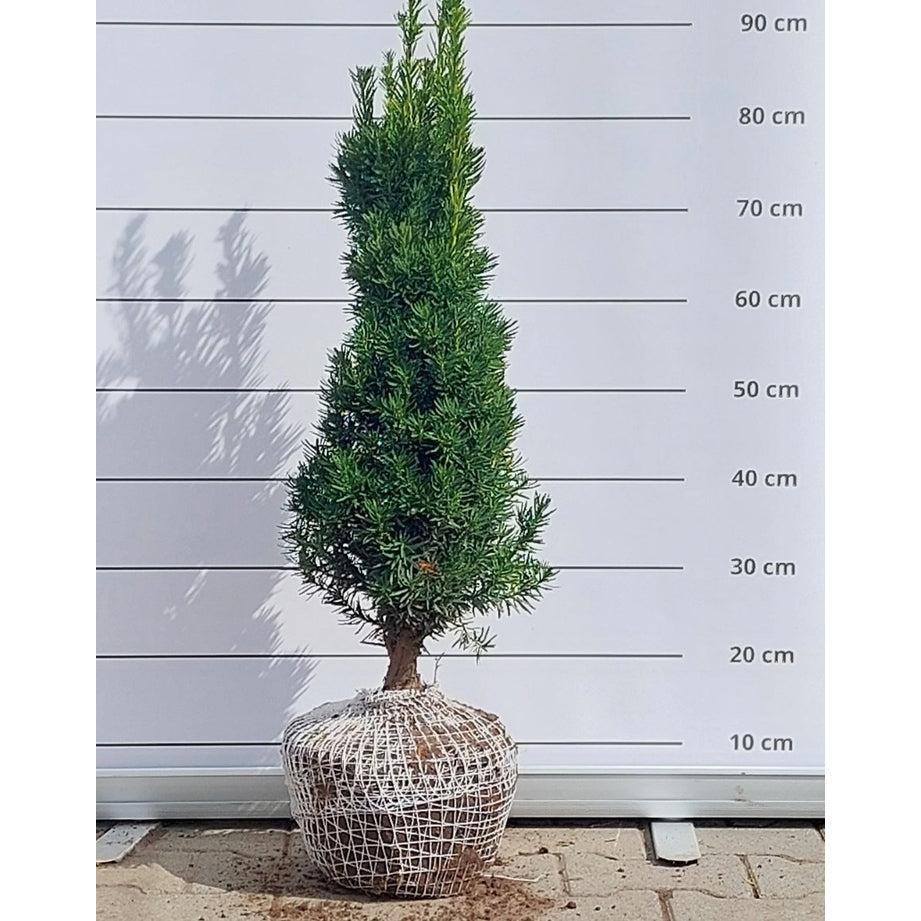 Taxus Media 'viridis' - View 22 from www redcrocus com